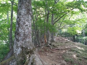 gozen 046
