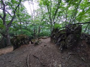gozen 049