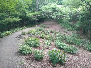 gozen 050