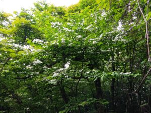 gozen 078