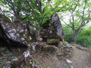 gozen 081
