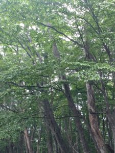 gozen 087