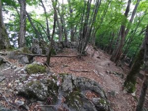 gozen 091
