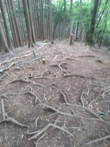 gozen 095