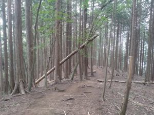 gozen 097