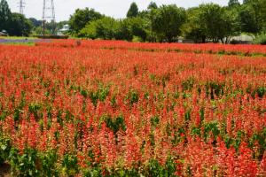大宮花の岡公苑