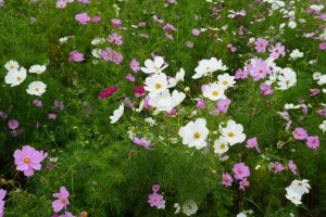 ひたち海浜公園のコキア２０２５（1／3）