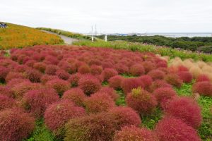 ひたち海浜公園のコキア２０２５