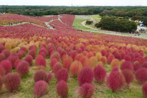 ひたち海浜公園のコキア２０２５（2／3）