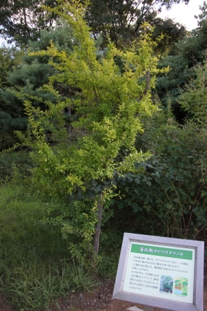 kanazawajo 0018