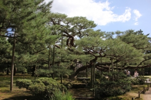 kenroku 0013