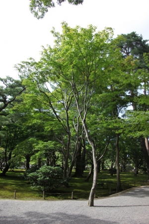 kenroku 0021