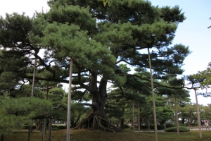 kenroku 0035