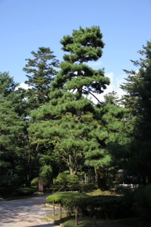 kenroku 0045