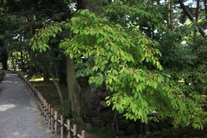 kenroku 0059
