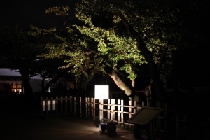 light 0013