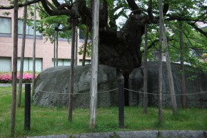 盛岡・石割り桜