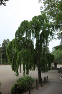 ichinoseki 141