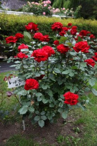 ichinoseki 146