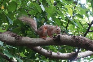 井の頭公園（動物園）２０２６