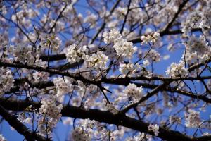 岩槻城址公園の桜