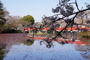 岩槻城址公園の桜（１／２）
