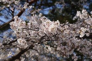 岩槻城址公園の桜（２／２）