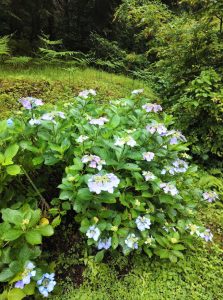 izugatake 005