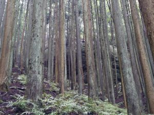 izugatake 067