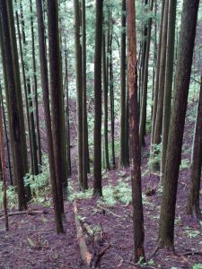 izugatake 071