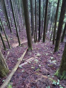 izugatake 072