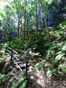kaaburi 010
