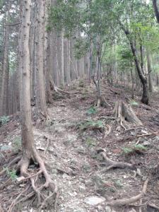 kaaburi 020