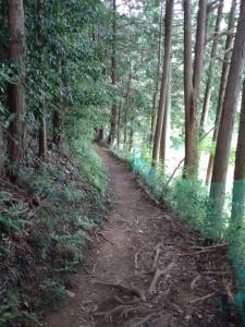 kaaburi 046