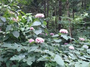 kaaburi 058