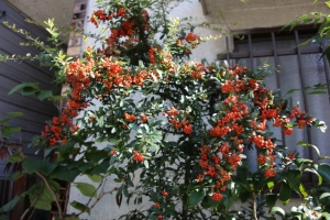 kagurazaka 015
