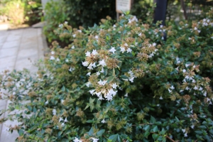 kagurazaka 039