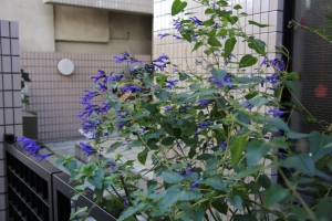 kagurazaka 044
