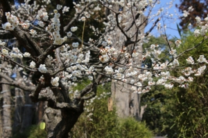 kairakuen 004