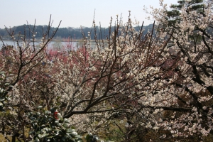 kairakuen 008