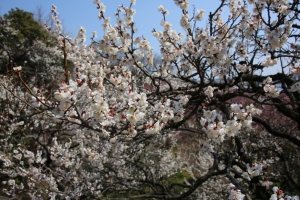 kairakuen 009