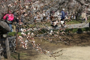 kairakuen 010
