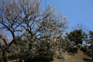 kairakuen 012