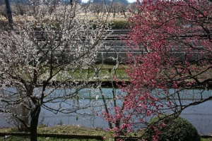 kairakuen 013