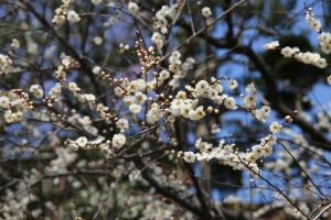 kairakuen 014