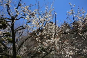 kairakuen 016