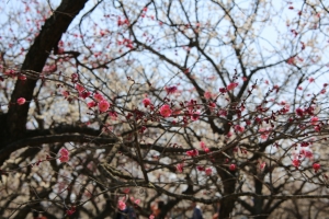 kairakuen 017