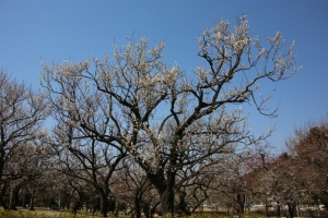 kairakuen 018