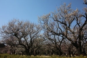 kairakuen 019