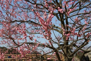 kairakuen 020
